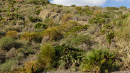 Ruta de Sopalmo a la Granatilla en Mojácar